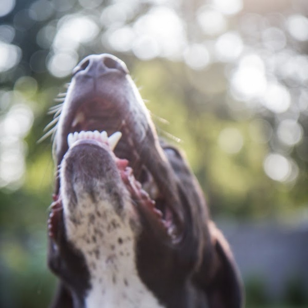 Meet your Posher, Dj